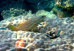 IMG_7433rc_Maldives_Madoogali_Merou elegant -Anyperodon leucogrammicus